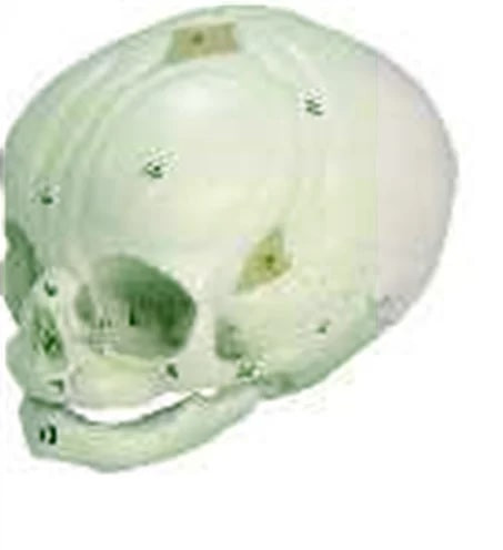 Polished Fetal Human Skull Model for Medical College