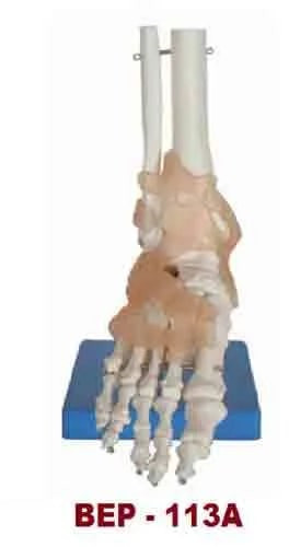 PVC Foot Bone Joint Model for Medical Institute