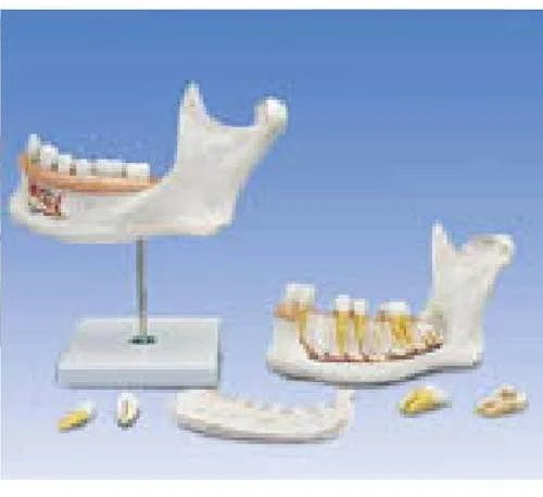 Half Lower Jaw Teeth Model for Medical College