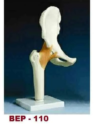 UPVC Hip Bone Joint Model for Medical Institute, Nursing Institute