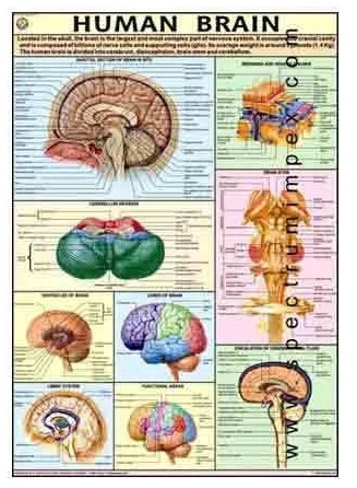 Paper Human Brain Chart for Hospital, School, Medical College