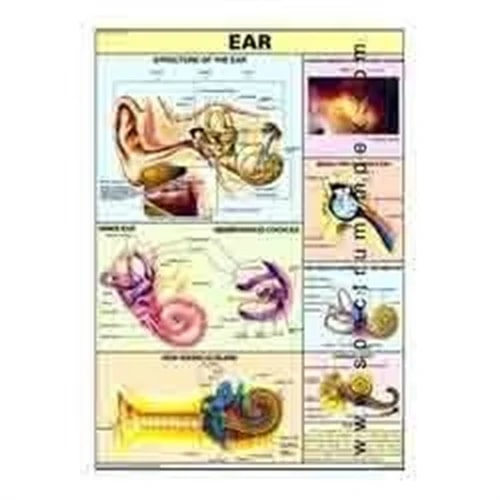 Paper Human Ear Chart for Hospital, School, Medical College