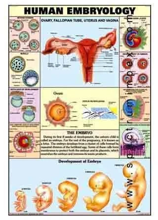 Paper Human Embryology Chart for Hospital, School, Medical College