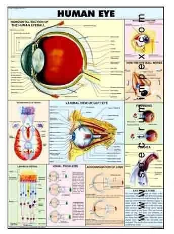 Paper Human Eye Chart for Hospital, School, Medical College