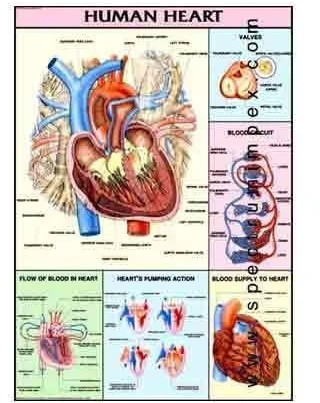 Paper Human Heart Chart for School, Medical College