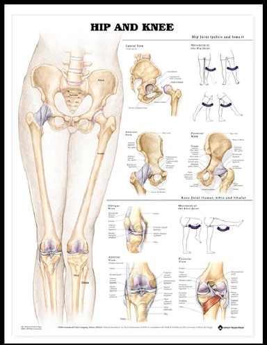 Human Hip & Knee Chart for Hospital, School, Medical College