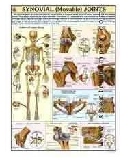 Paper Human Joint Chart for School, Medical College