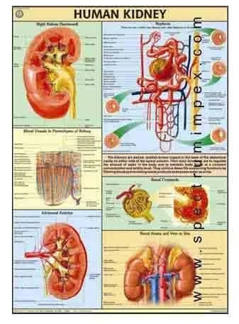 Lamimated Paper Human Kidney Chart for School, College etc.