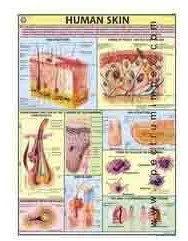 Paper Human Skin Chart for Hospital, School, Medical College
