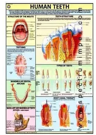 Plastic Human Teeth Chart for School, Medical College