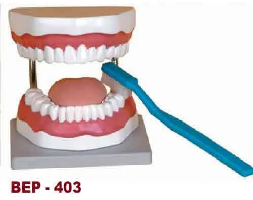 PVC Hygiene Teeth Model for Medical College