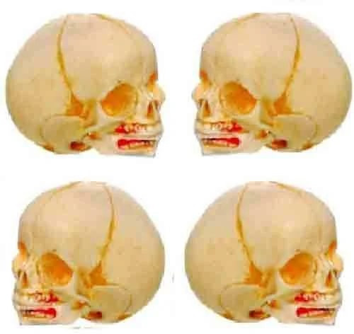 Polished Infant Skull Model for Medical College