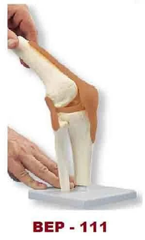PVC Knee Bone Joint Model for Medical Institute, Nursing Institute