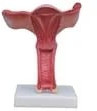 Polypropylene Magnified Uterus Model for Medical College