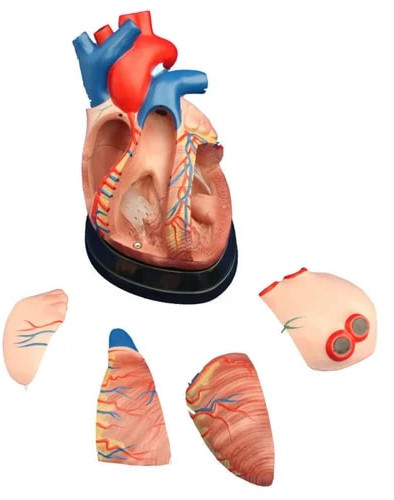 PVC Middle Heart Model for Medical College