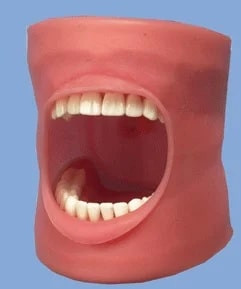 PVC Oral Cavity Teeth Model for Medical College