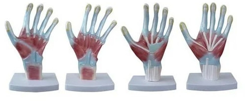 PVC Palm Bone Joint Model for Medical Institute, Nursing Institute