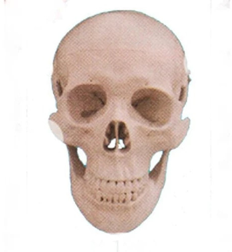 Polished ZX-1202 Skull Model for Medical College