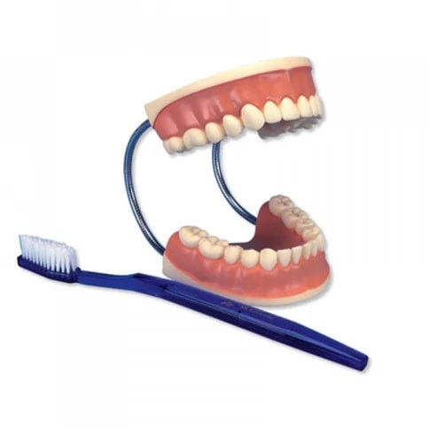 Plastic ZX-1411 Teeth Care Model for Medical College