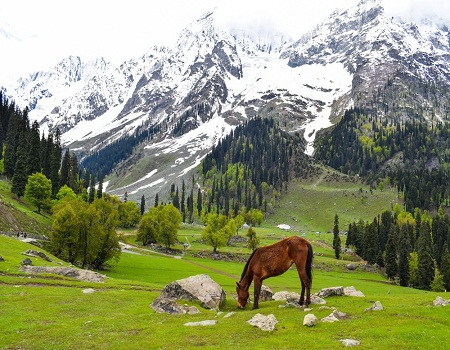 Kashmir Travel Agent