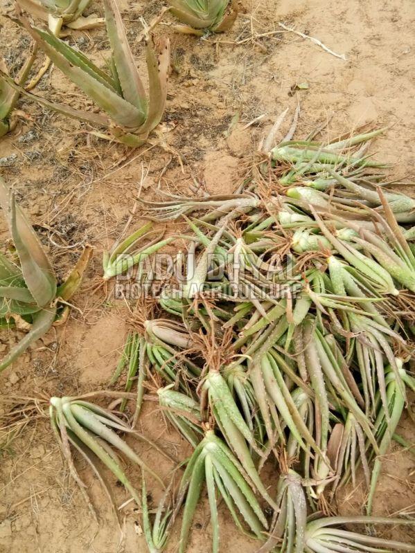 Natural Aloe Vera baby plants, Color : Green