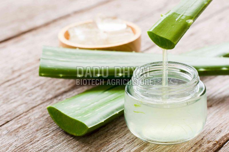 Natural Aloe Vera Juice for Drinking