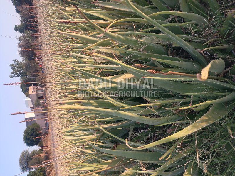 Aloe Vera Leaf