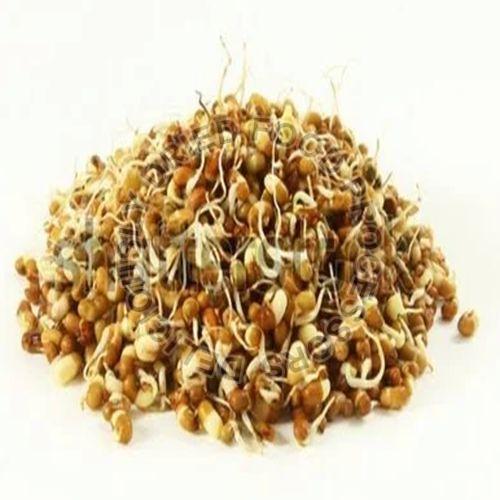 Dehydrated Sprouted Moth Beans for Human Consumption