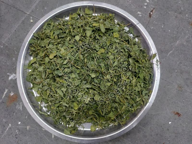 Fenugreek Leaves Raw Natural Kasoori Methi, For Cooking, Spices, Food Medicine, Packaging Type : Plastic Pouch