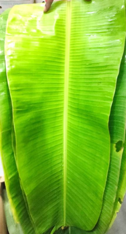 Organic Banana Leaf, Packaging Size : 5 Kg