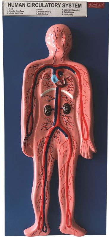 Adarsh International plastic Human Circulatory System for Laboratory