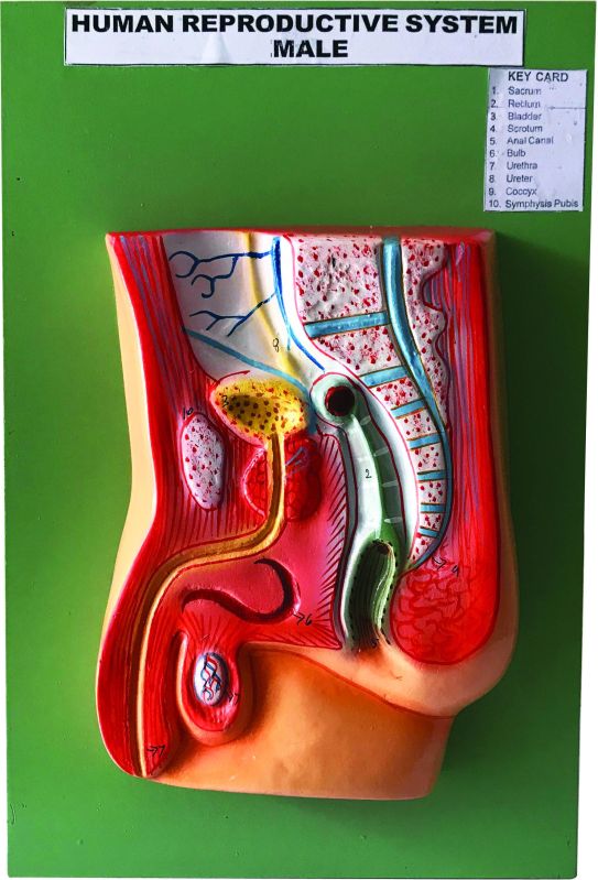 Male  Reproductive System