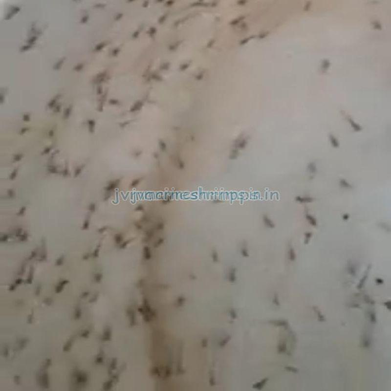 Bagda Prawn Seeds for Fish Farming