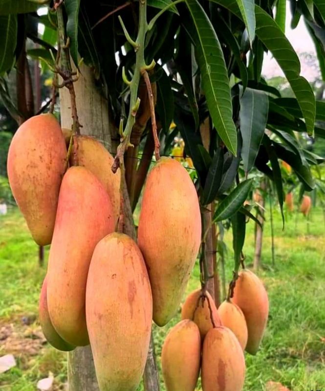 Mango Plants, Color : Green