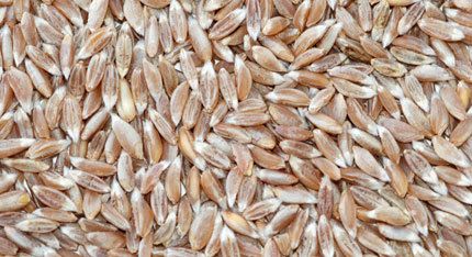 Emmer Wheat Grains