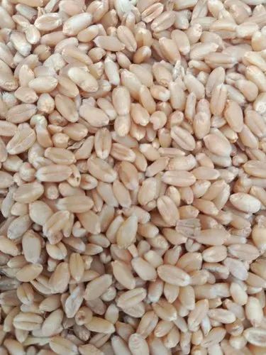 Natural Hard White Wheat Grains for Making Bread, Bakery Products