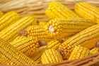 YELLOW MAIZE / YELLOW CORN FOR ANIMAL FEED
