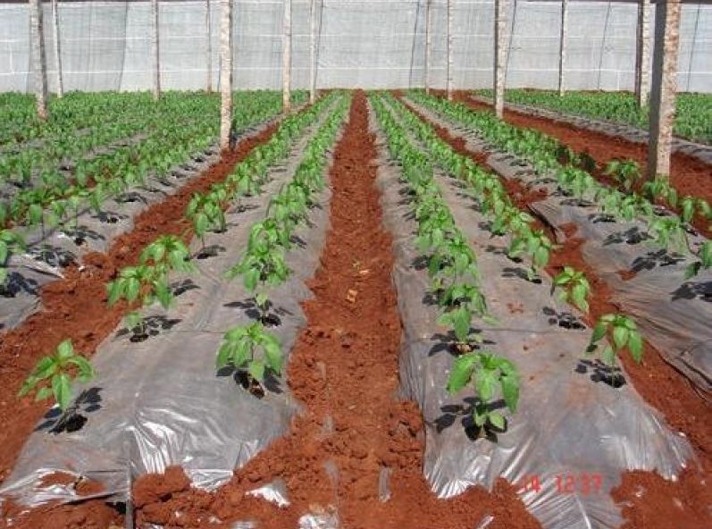 Plastic Compostable Mulch Film Roll for Agricultural Farms