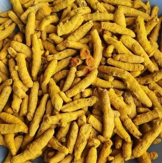 Dried Turmeric Finger