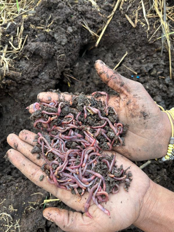 Live Earthworms Vermicompost Fertilizer for Agricultural Use