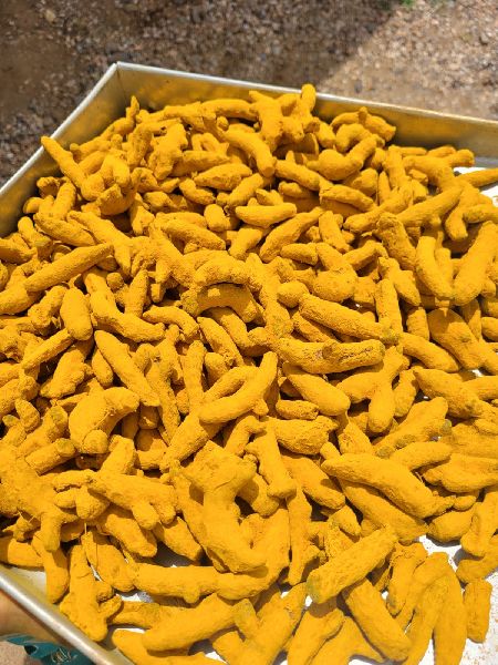 Dried Turmeric Finger