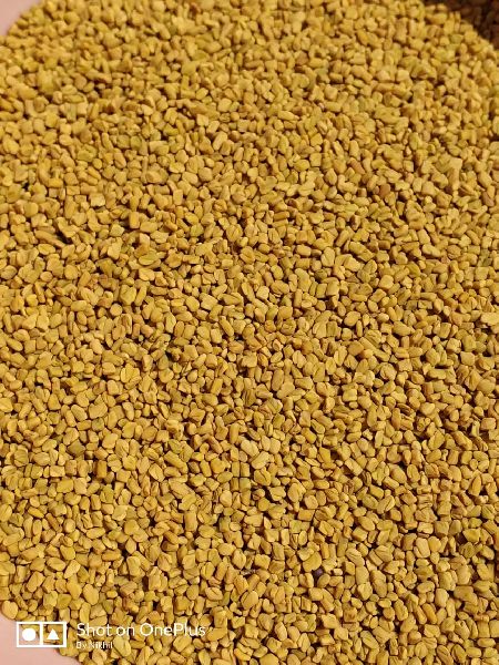 Dried Fenugreek Seeds