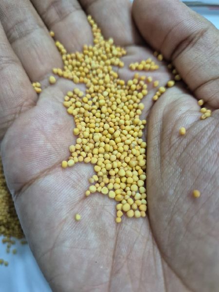 Yellow Mustard Seeds