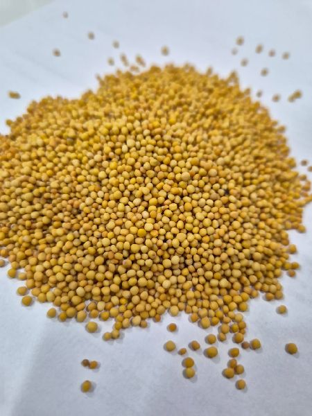 Yellow Mustard Seeds