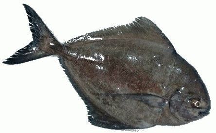 Frozen Black Pomfret Fish