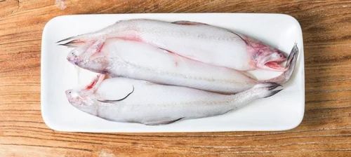 Frozen Bombay Duck Fish