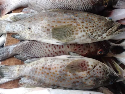 Frozen Grouper Fish