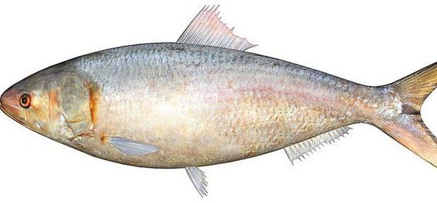 Frozen Hilsa Fish