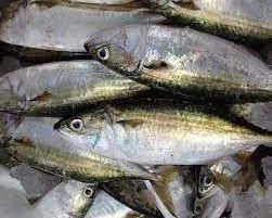 Frozen Horse Mackerel Fish