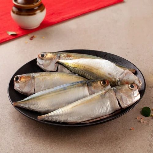 Frozen Indian Mackerel Fish